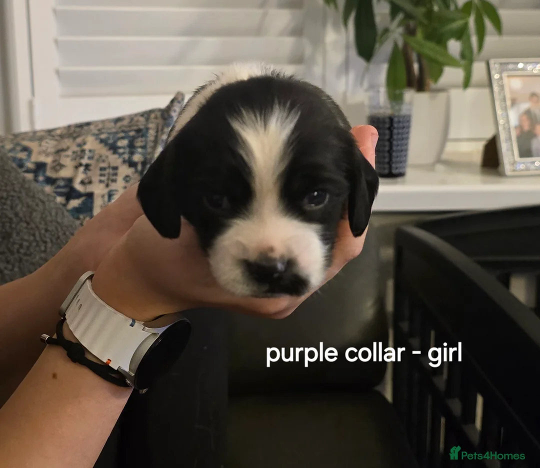 Sprocker dogs for sale: Sprocker spaniel pups - Advert 4