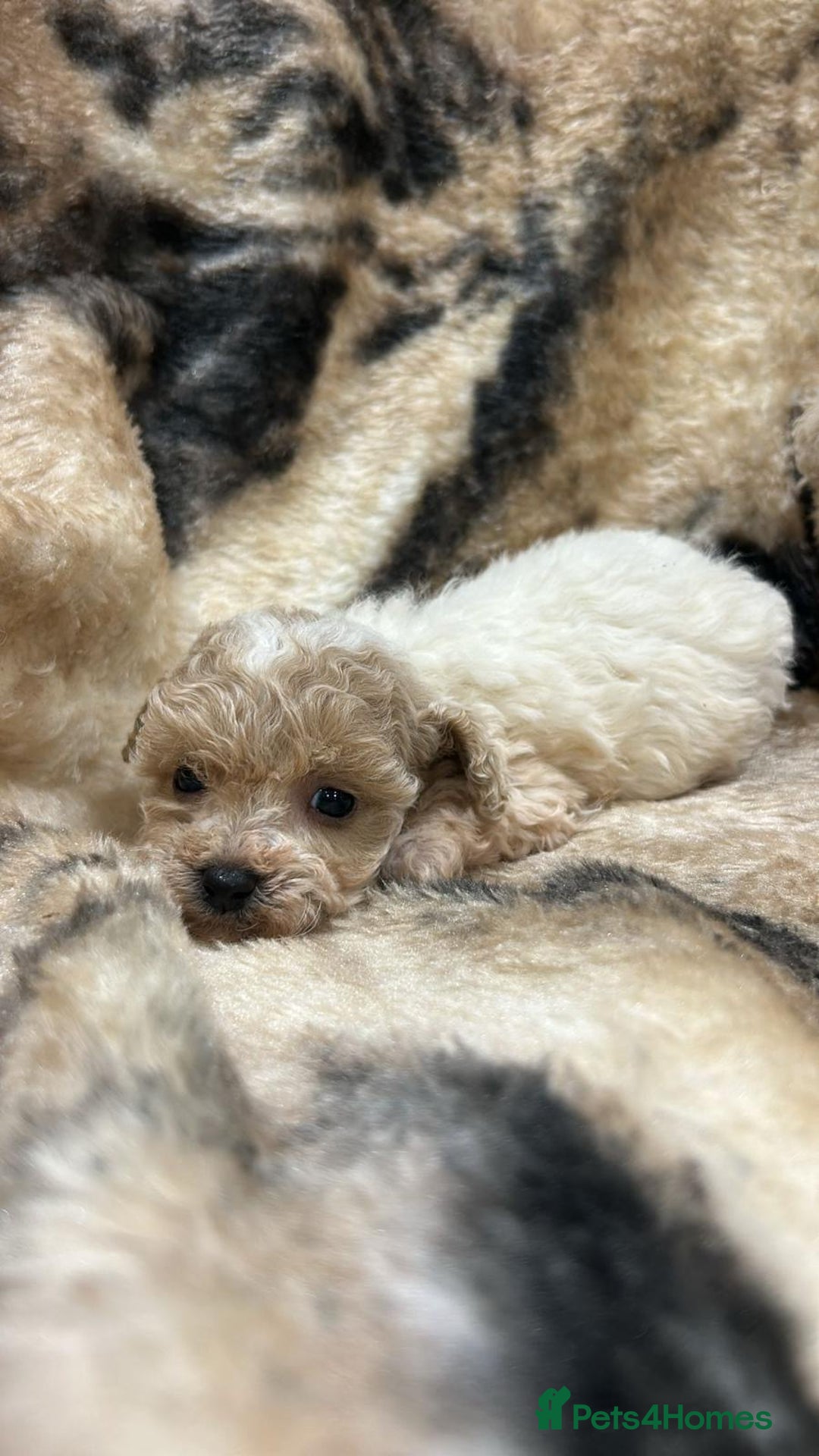 Toy Poodle dogs for sale: Two male Beautiful toy poodles  - Advert 3
