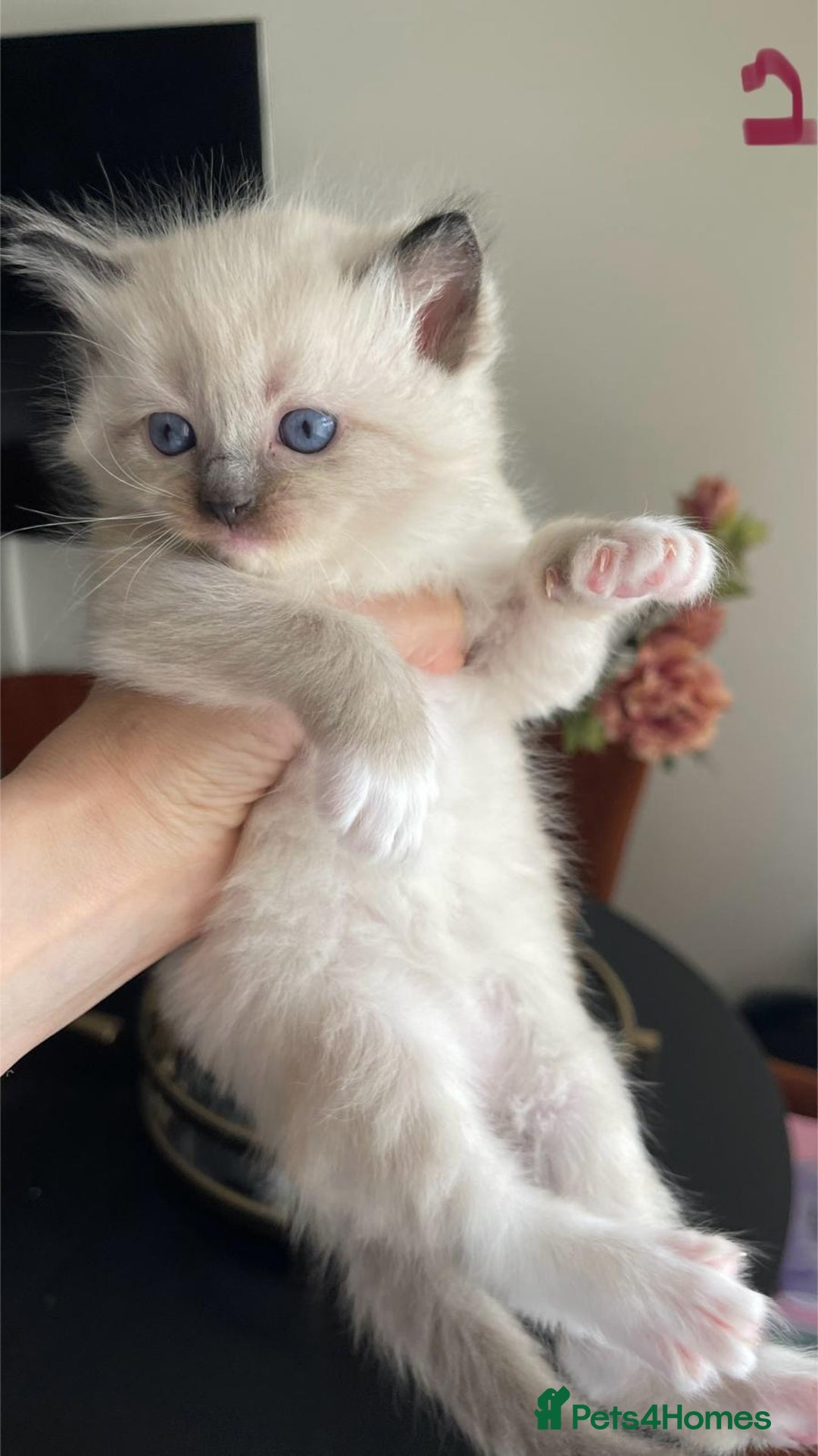 Ragdoll cats for sale: ragdoll kittens - Advert 1