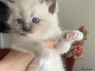 Ragdoll cats ragdoll kittens (ALL RESERVED) - Advert 15