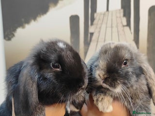 Mini Lop rabbits - Advert 6