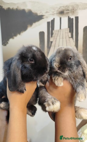 Mini Lop rabbits - Advert 6