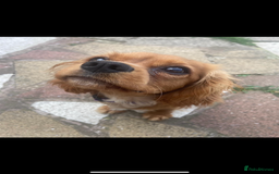 Cavalier King Charles Spaniel dogs for sale: Stunning KC Reg Cavaliers ✨ Fully Health Tested ✨ - Image 7