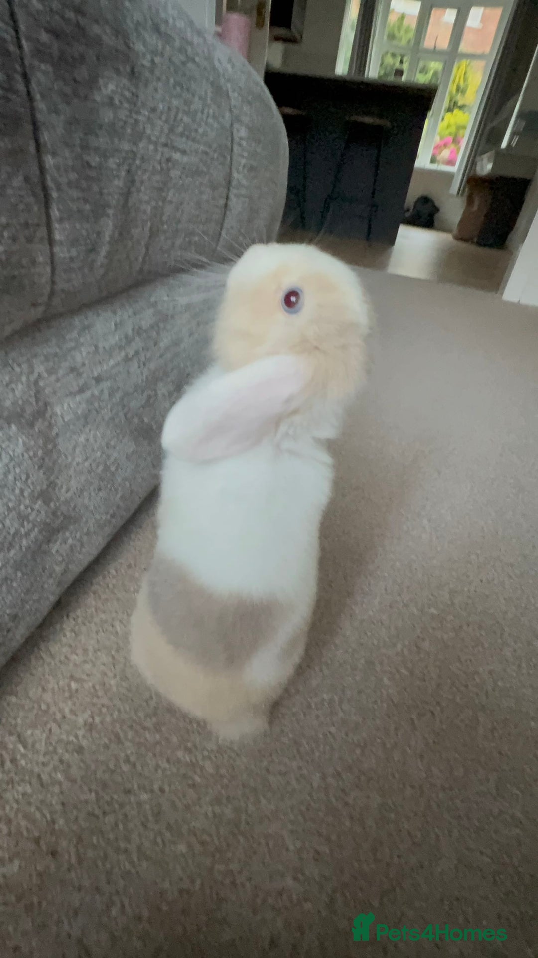 Mini Lop rabbits for sale: Mini lop buck - Image 2