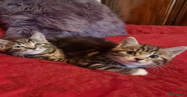 Mixed Breed cats - Advert 7