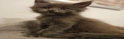 Maine Coon cats for sale: XL Russian main coons in Manchester - Advert 21