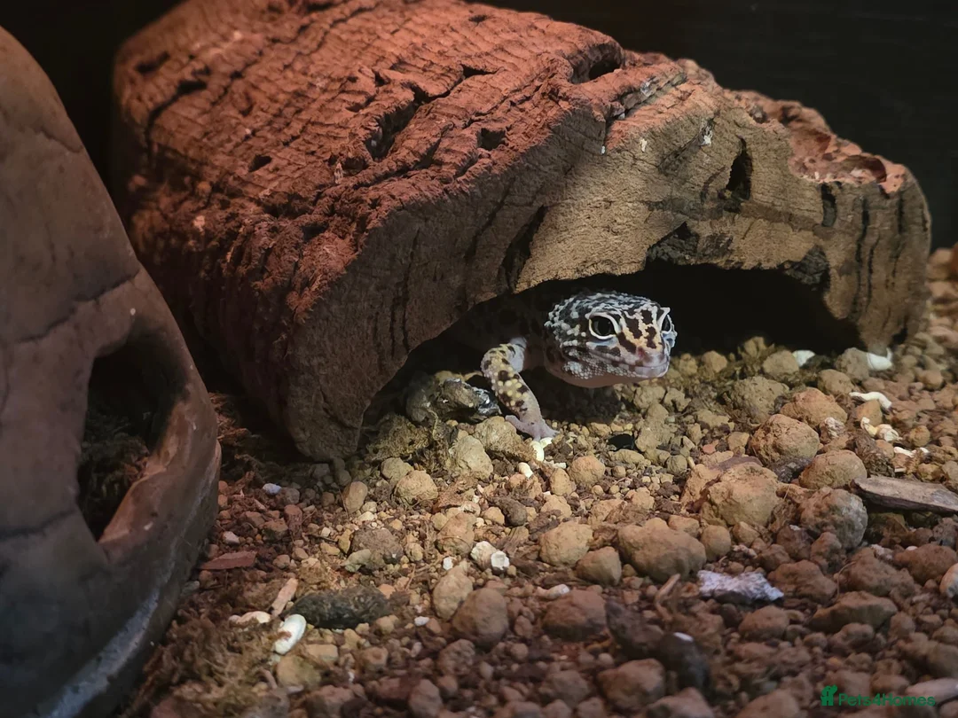 Mixed Breed reptiles for sale: Reptile Rehome look below for listing's. - Advert 8