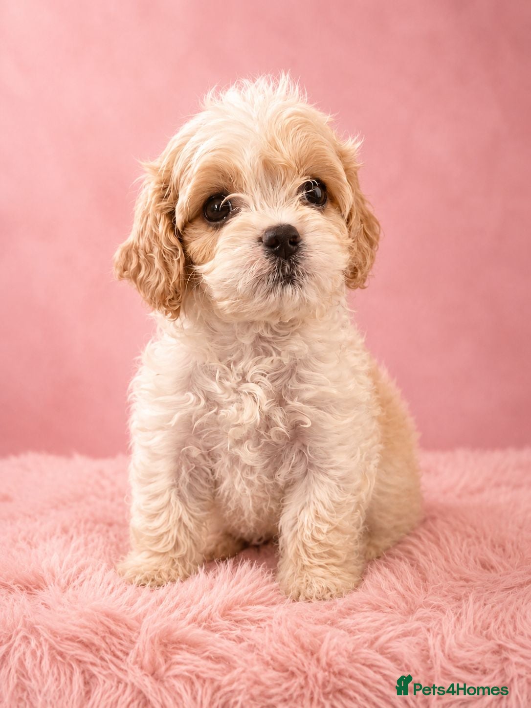 Cavapoochon dogs Extensively Health tested Ready to leave now 💕 - Advert 4