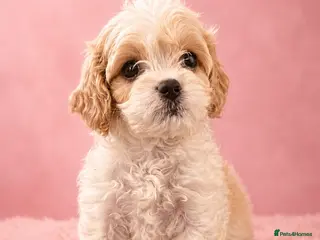 Cavapoochon dogs Extensively Health tested Ready to leave now 💕 - Advert 4