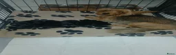 Yorkshire Terrier dogs for sale: Yorkshire puppies/ black and tan  - Advert 2