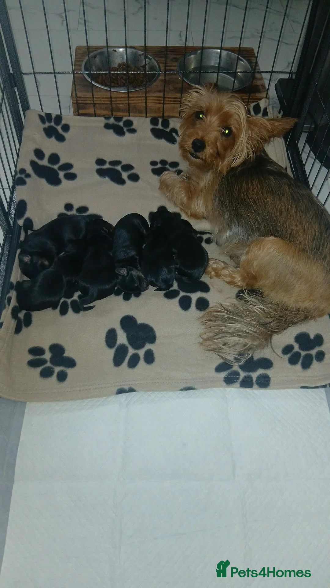 Yorkshire Terrier dogs for sale: Yorkshire puppies/ black and tan  - Advert 2