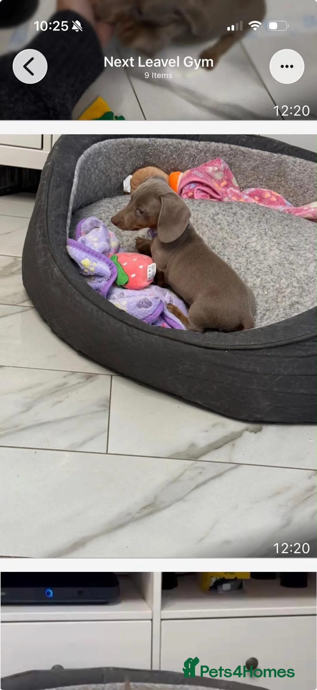 Miniature Dachshund dogs for sale: Loving, playful puppy looking for a forever home in Bournemouth - Advert 1