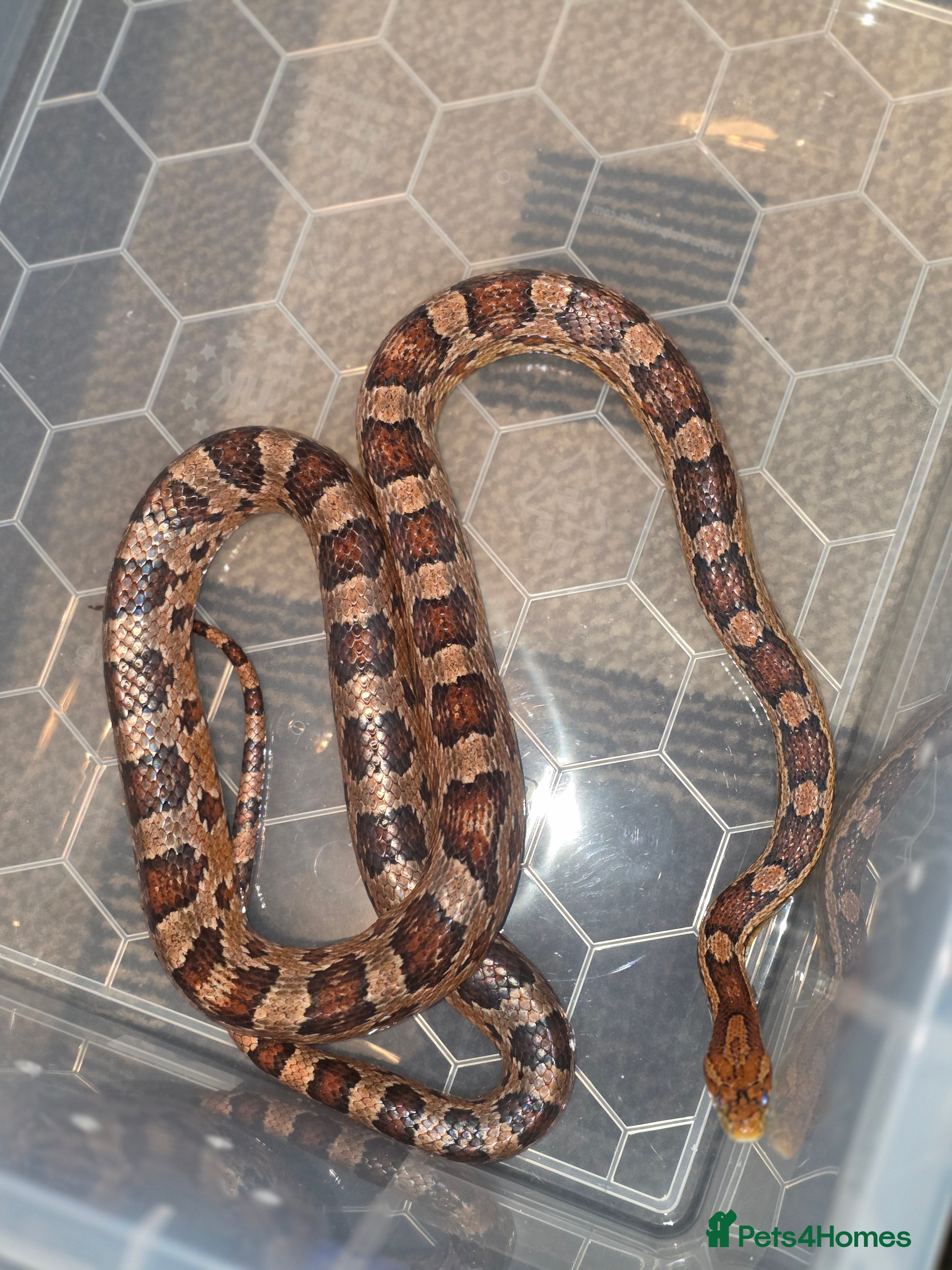 Corn Snake reptiles Two corns looking for forever homes - Advert 1