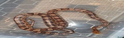 Corn Snake reptiles for sale: Two corns looking for forever homes - Advert 1