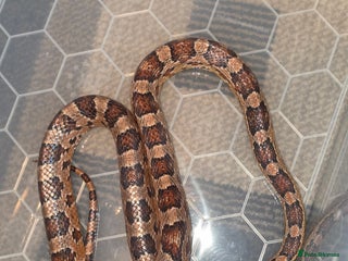 Corn Snake reptiles Two corns looking for forever homes - Advert 1