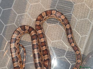 Corn Snake reptiles Two corns looking for forever homes - Advert 18