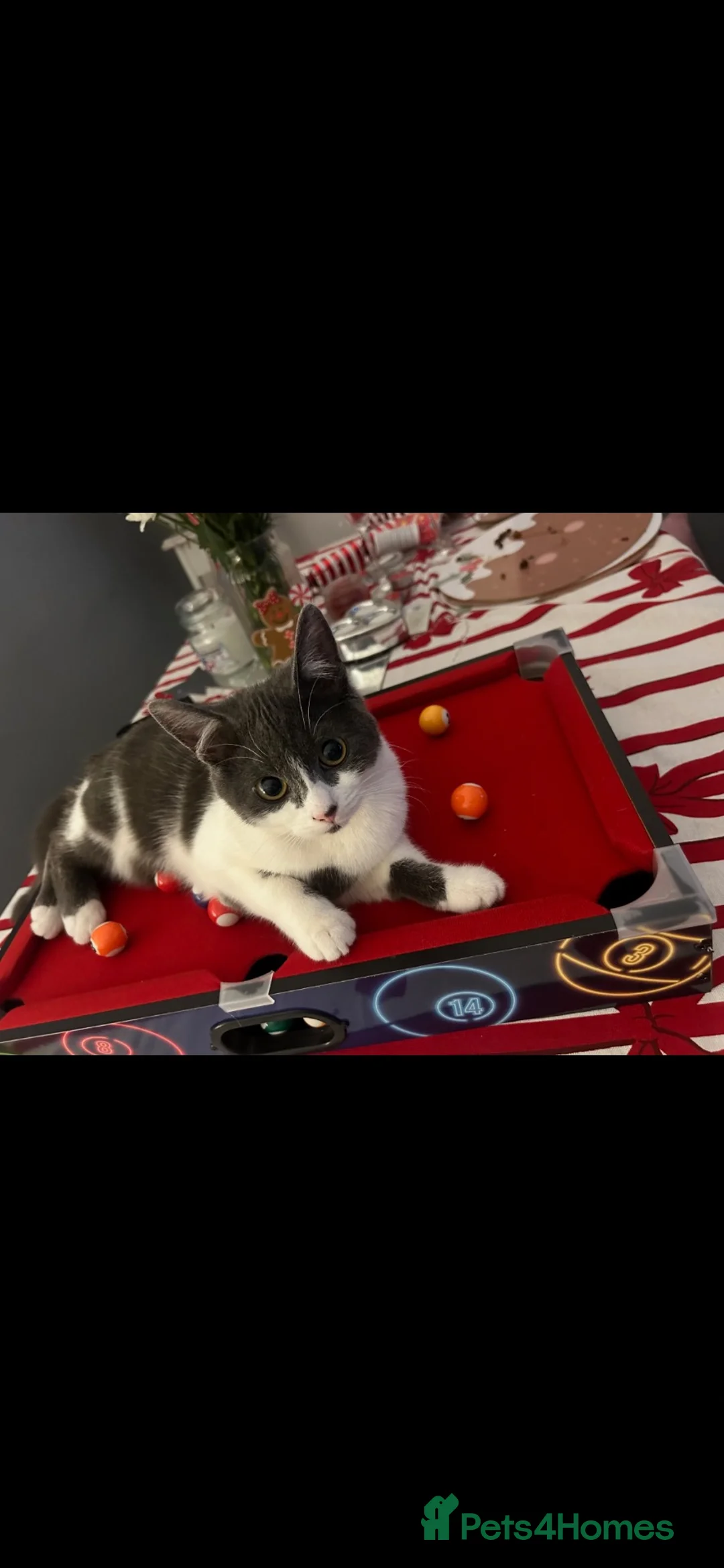 Domestic Shorthair cats for sale: kittens ready to go now🐾 in Nottingham - Advert 2