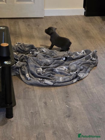 Staffordshire Bull Terrier dogs - Advert 3