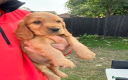 Cocker Spaniel dogs for sale: Show cocker spaniels  - Image 19