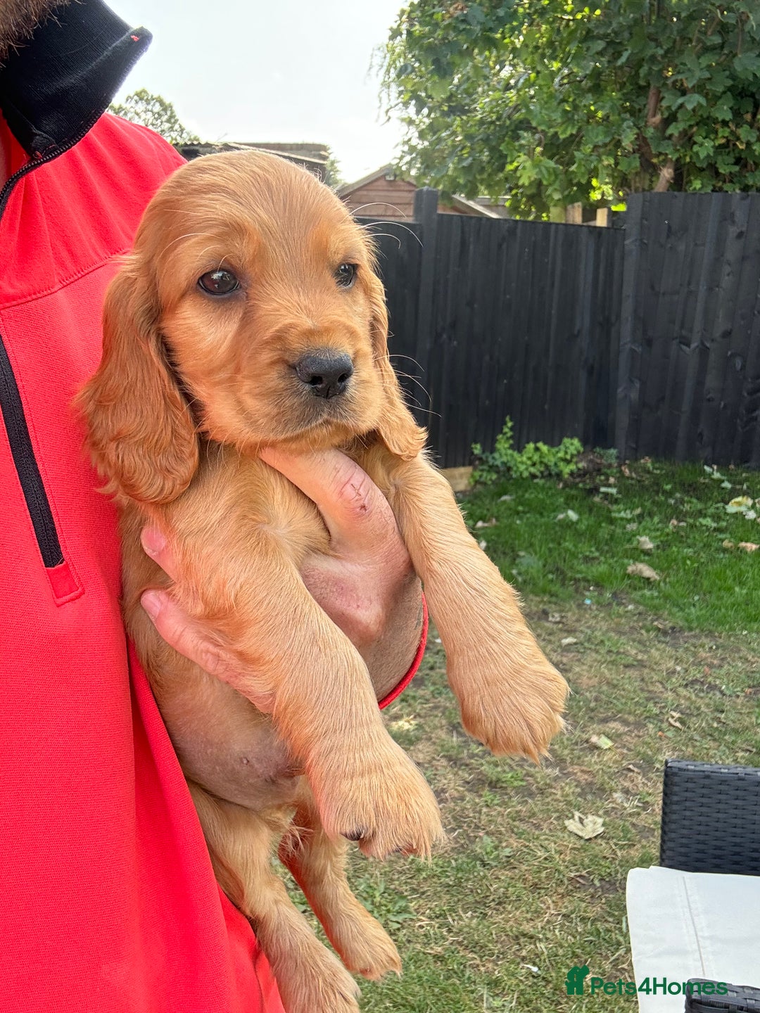 Cocker Spaniel dogs for sale: Show cocker spaniels  - Image 19