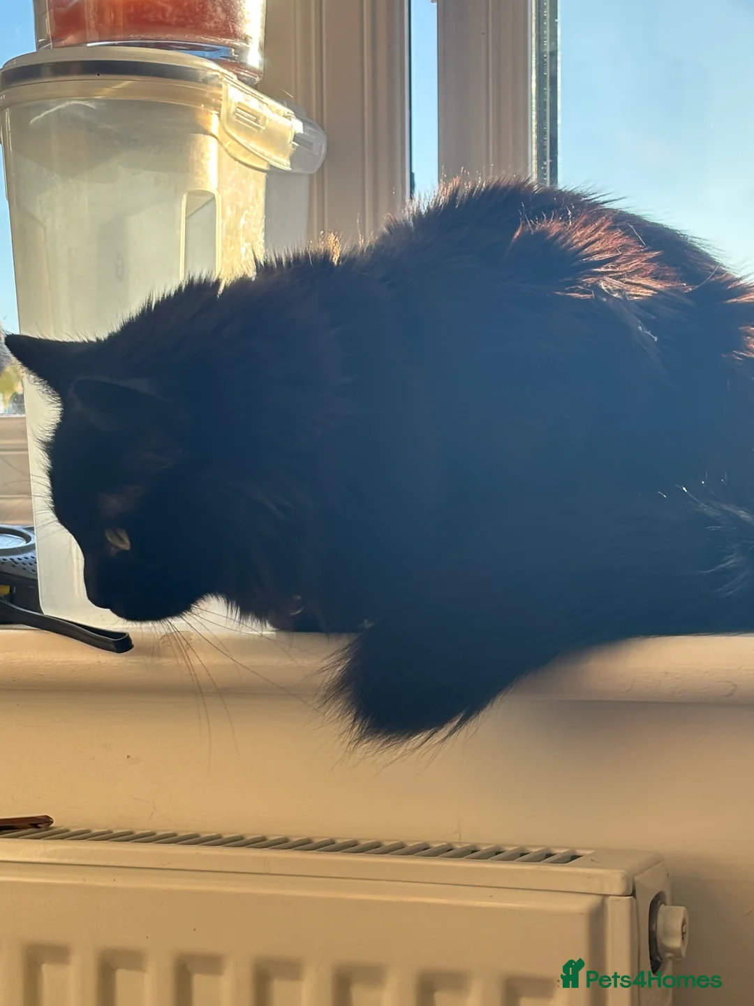 Mixed Breed cats for sale: Black long haired female cat - Advert 2