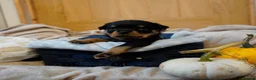 Rottweiler dogs for sale: Stunning litter of Rotweillers from family pet  in Wolverhampton - Advert 8