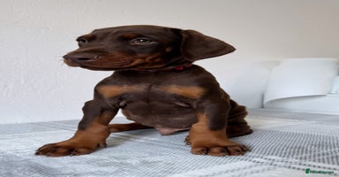 Dobermann dogs - Advert 16