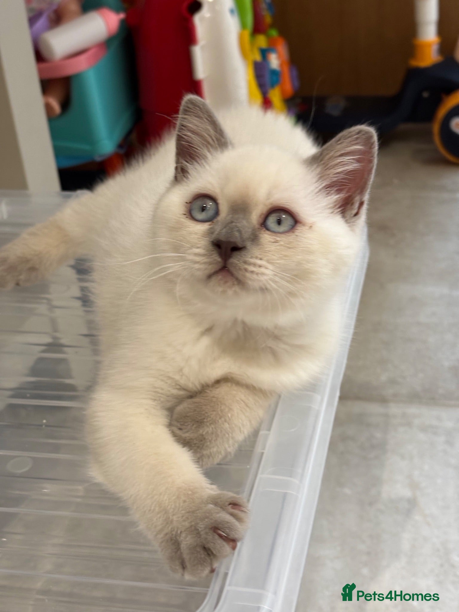 British Shorthair cats British shorthair colourpoint kittens - Advert 2