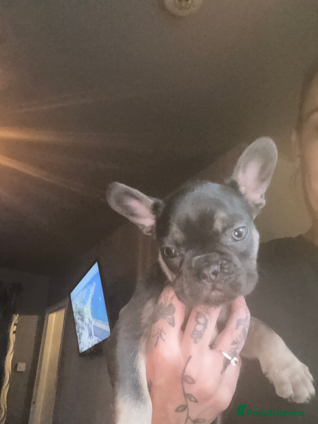 French Bulldog dogs for sale: French bulldog puppys  - Advert 7