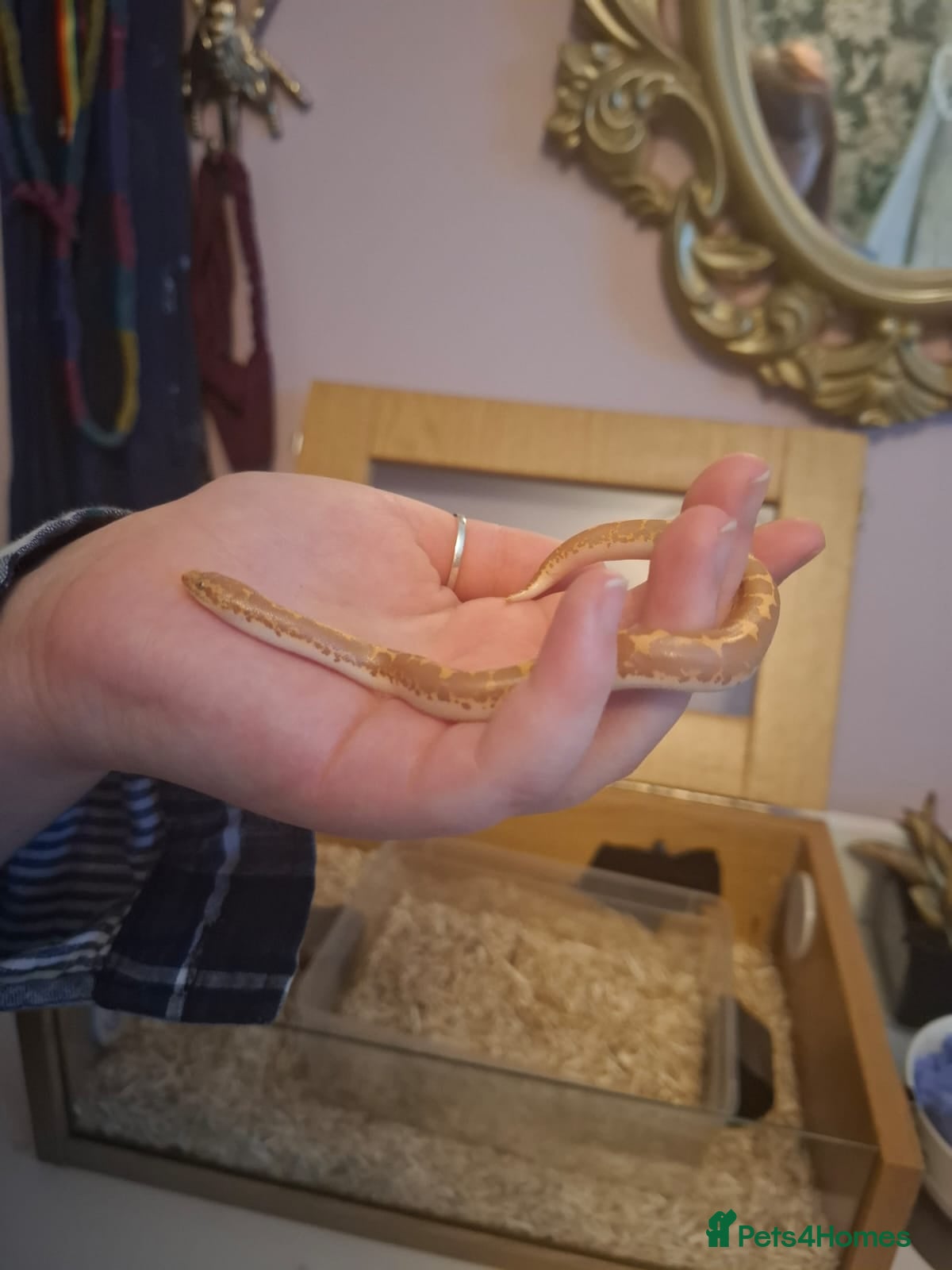 Snake reptiles Juvenile Kenyan Sand Boa - Advert 5