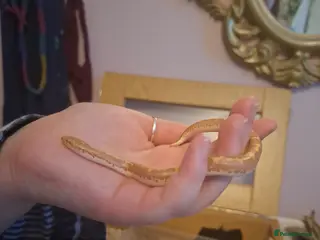 Snake reptiles Juvenile Kenyan Sand Boa - Advert 11