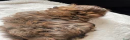 Shih Tzu dogs for sale: Shih Tzu boy  - Advert 4