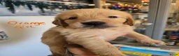 Golden Retriever dogs for sale: Show Type KC Registered Golden Retrievers !!  - Advert 10