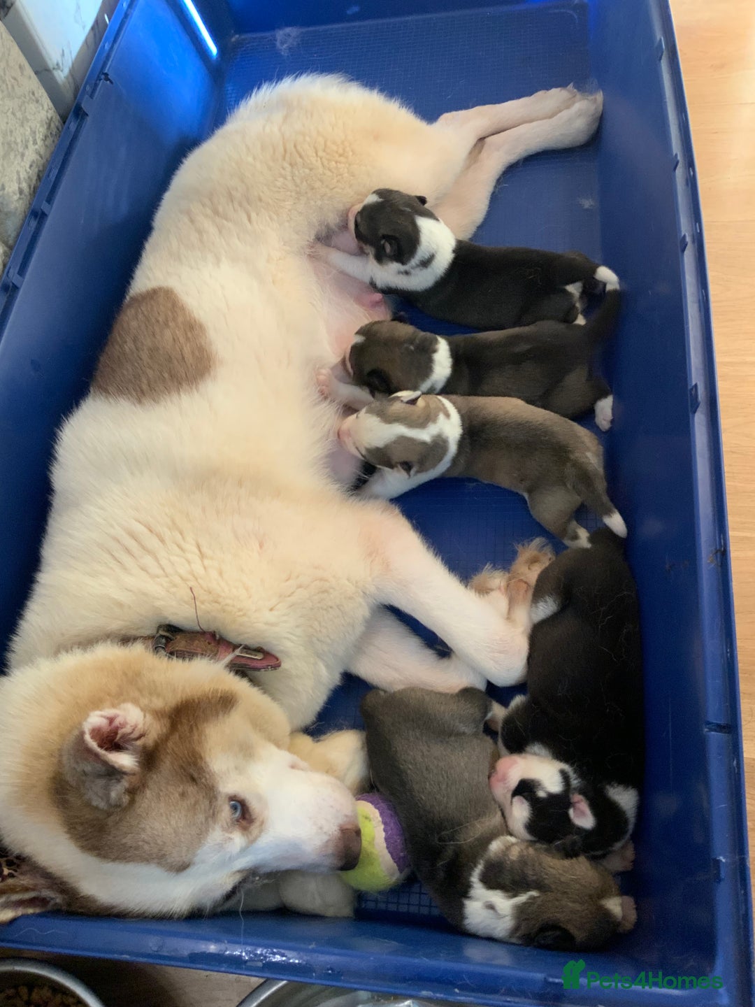 Siberian Husky dogs for sale: Amazing Siberian Husky - Advert 2