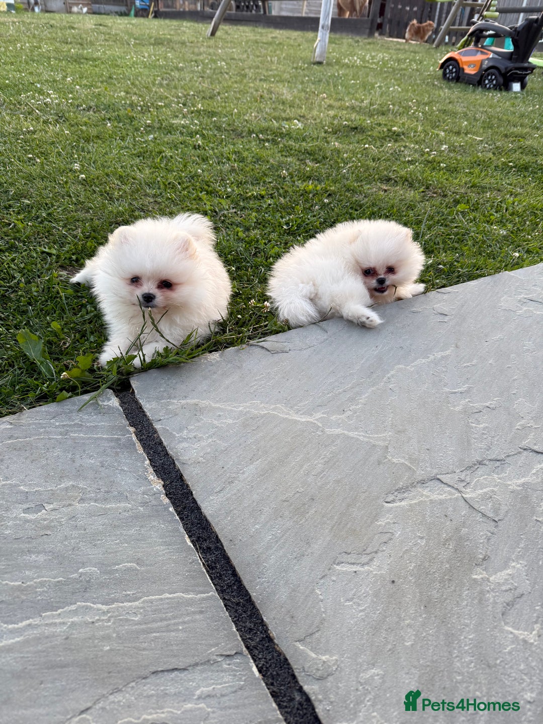 Pomeranian dogs for sale: Minature Pomeranians - Advert 9