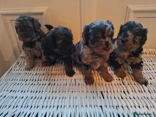 Cockapoo dogs F2b cockapoo pups - Advert 7