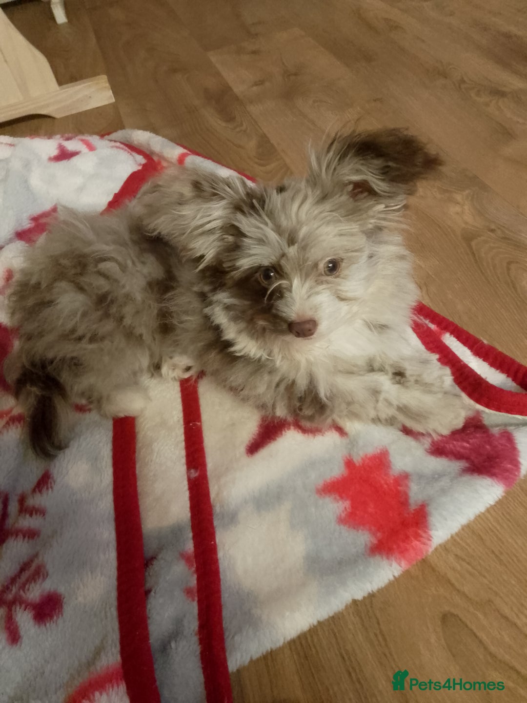 Mixed Breed dogs for sale: Gorgeous yorkiepoo x pomeranian puppy - Advert 2