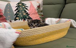 Siberian cats for sale: 4 Beautiful Siberian Cross Kitties 💗 - Advert 5