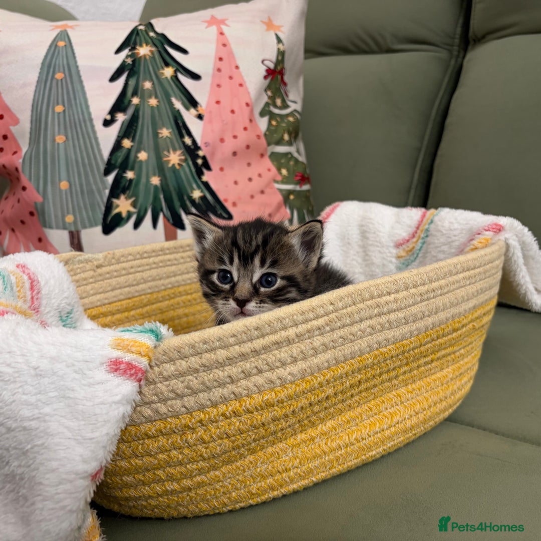 Siberian cats for sale: 4 Beautiful Siberian Cross Kitties 💗 - Advert 5