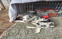 Australian Shepherd dogs for sale: Bluey - Image 2