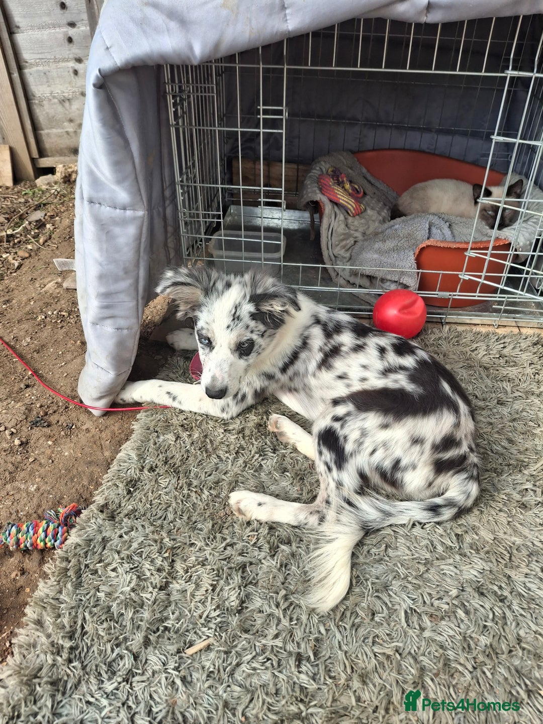 Australian Shepherd dogs for sale: Bluey - Image 2