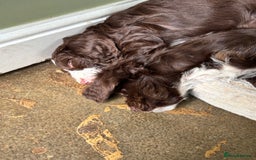 Cockapoo dogs for sale: My beautiful Cockapoo babies Ready Now  - Image 3