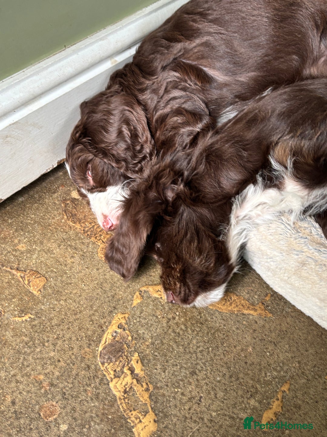 Cockapoo dogs for sale: My beautiful Cockapoo babies Ready Now  - Image 3