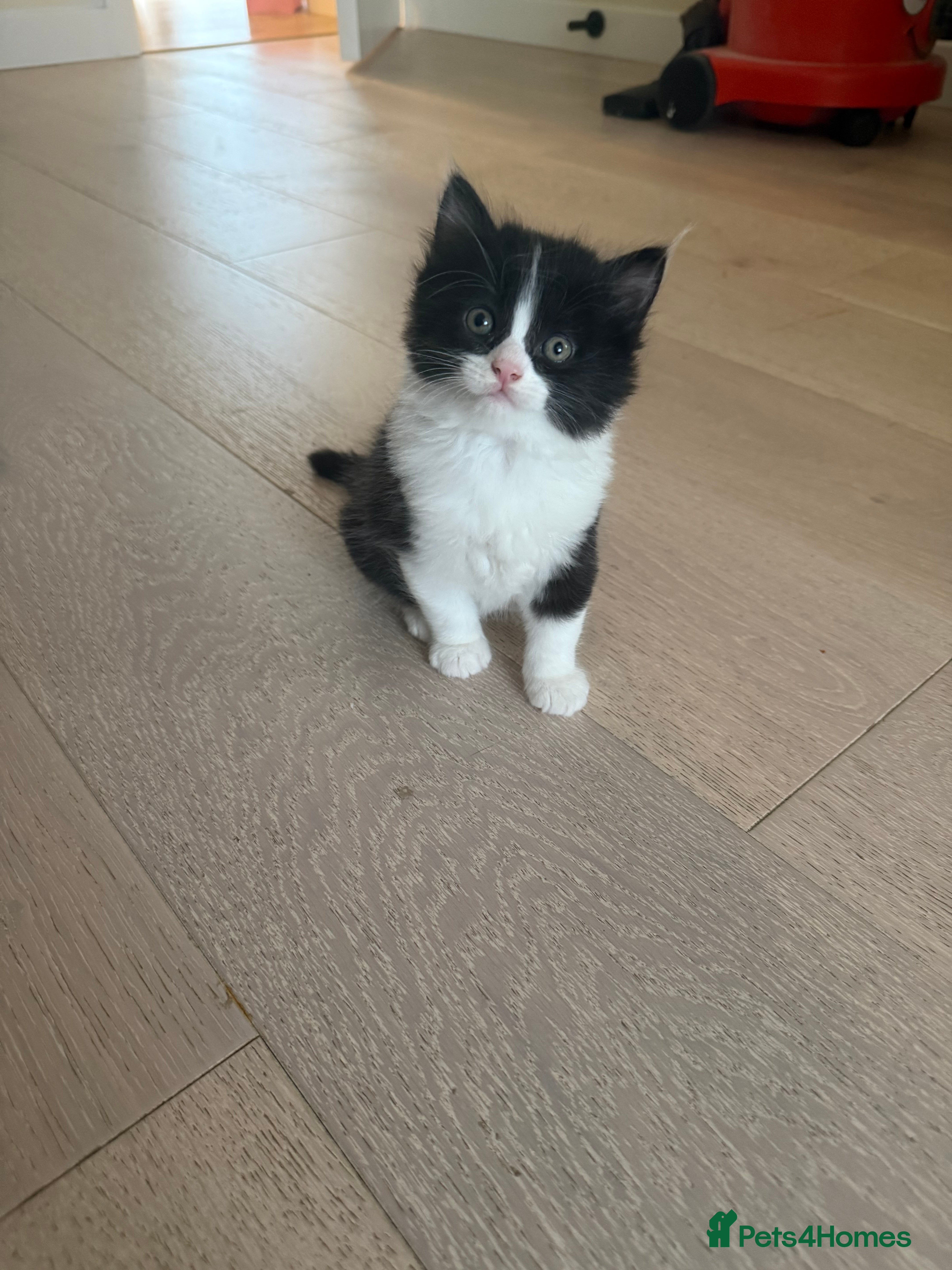British Shorthair cats for sale: Beautiful mixed breed kittens  in Loughton - Advert 3