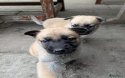 Mixed Breed dogs for sale: Beautiful German shepherd cross mali  - Image 5