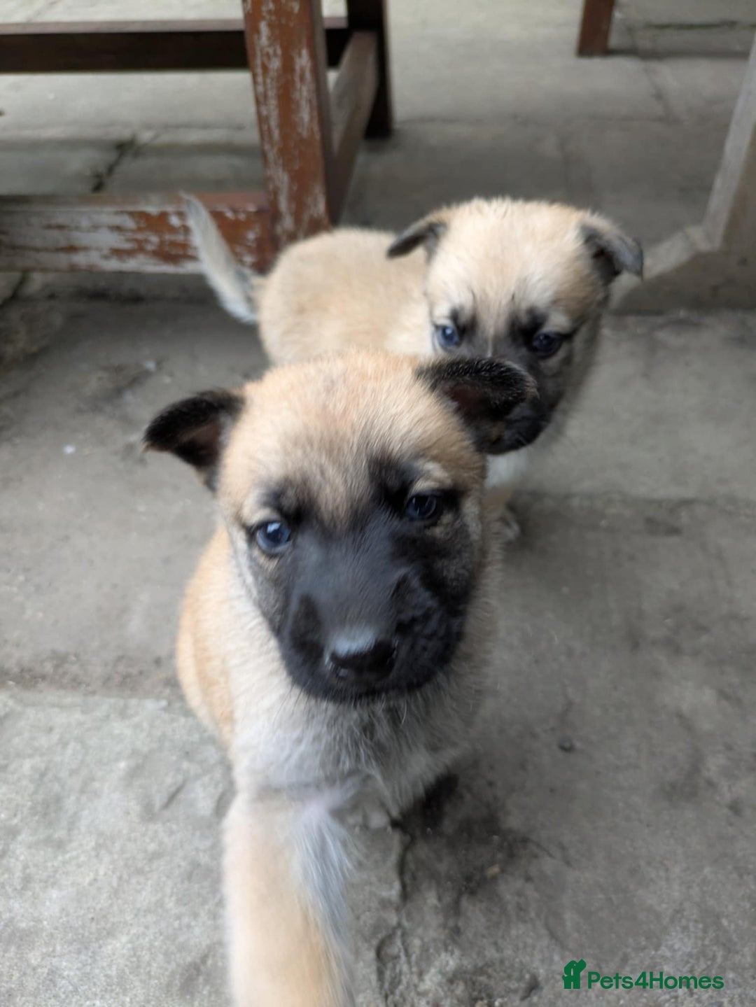 Mixed Breed dogs for sale: Beautiful German shepherd cross mali  - Image 5