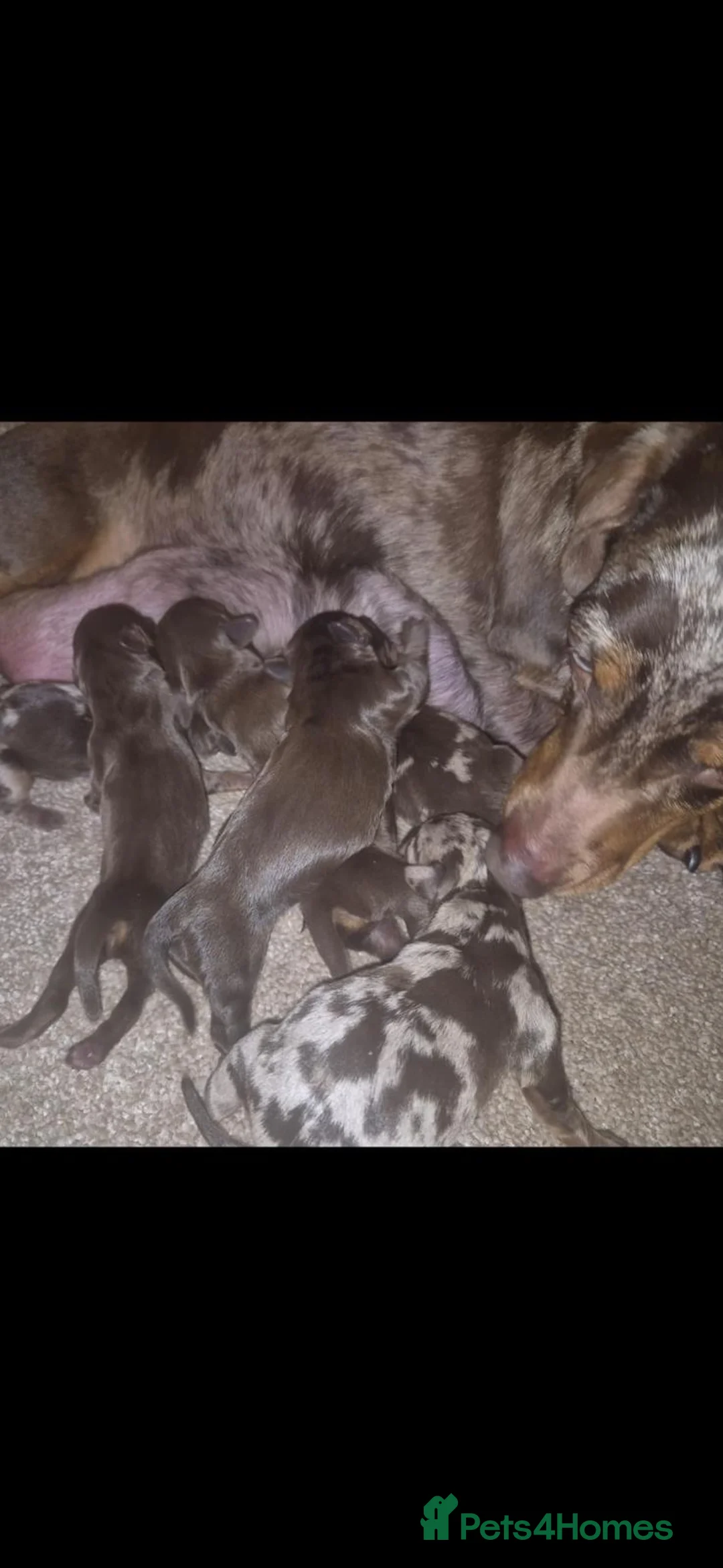 Miniature Dachshund dogs for sale: Miniature smooth haired dachshund puppies - Advert 1