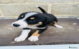 Border Collie dogs for sale: Gorgeous Tri colour border collie puppies  - Image 10