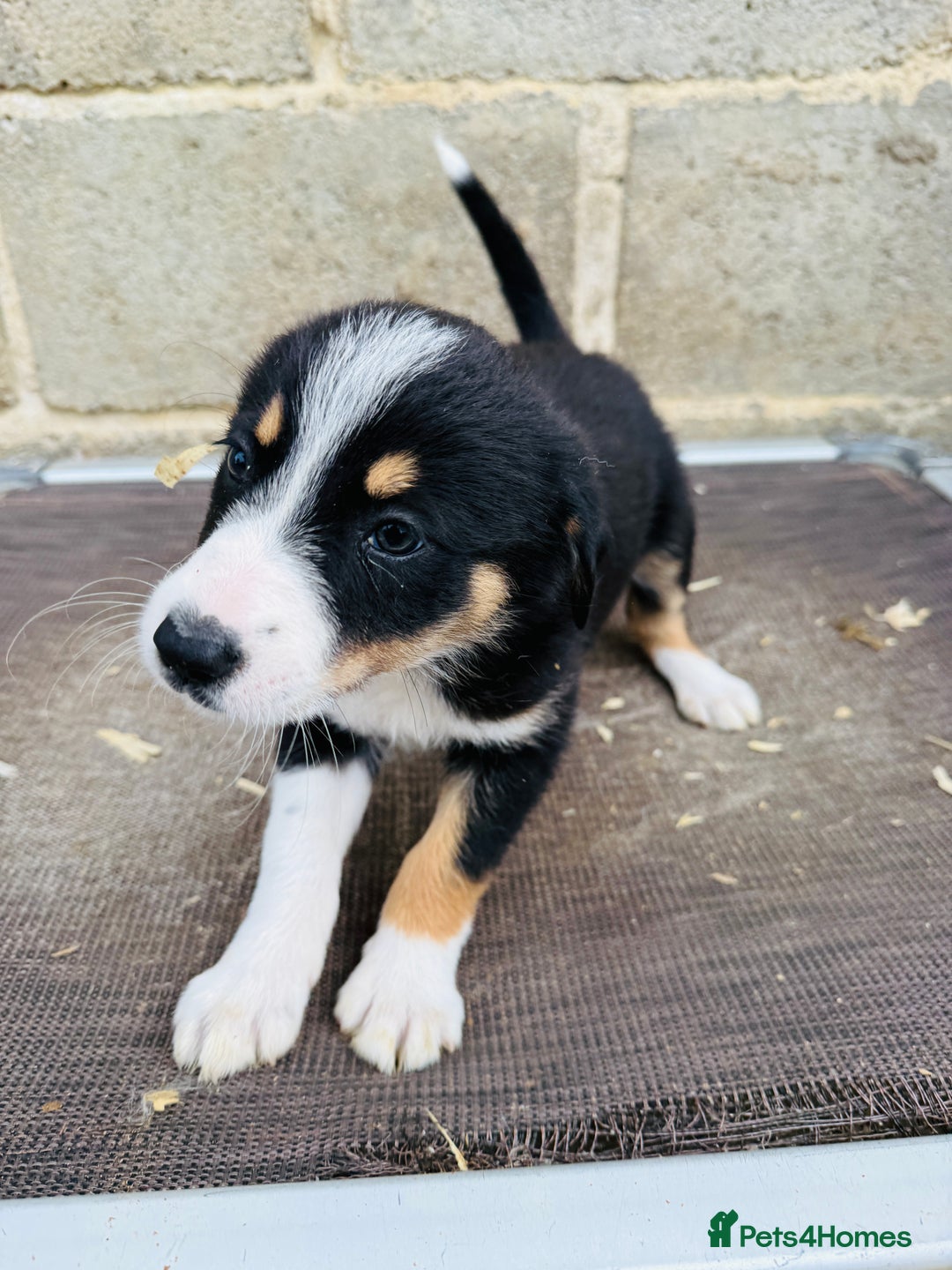 Border Collie dogs for sale: Gorgeous Tri colour border collie puppies  - Image 10