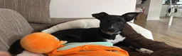 Mixed Breed dogs for sale: 5-Month Border Collie x Kelpie Boy in Swadlincote - Advert 2